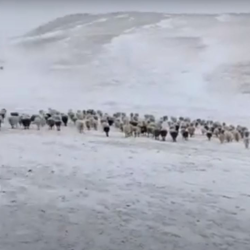SOS για την κλιματική κρίση στη Μογγολία: Τι είναι το φαινόμενο dzud που προκάλεσε τον θάνατο σχεδόν 5 εκατ. ζώων- Βίντεο